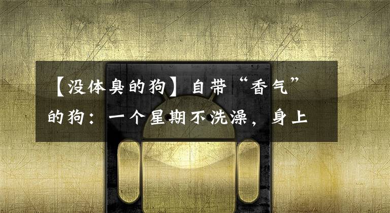 【没体臭的狗】自带“香气”的狗：一个星期不洗澡，身上还是香喷喷的