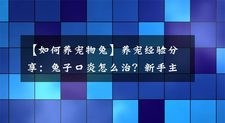 【如何养宠物兔】养宠经验分享：兔子口炎怎么治？新手主人处理兔子口炎的三大措施