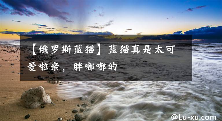 【俄罗斯蓝猫】蓝猫真是太可爱啦亲，胖嘟嘟的