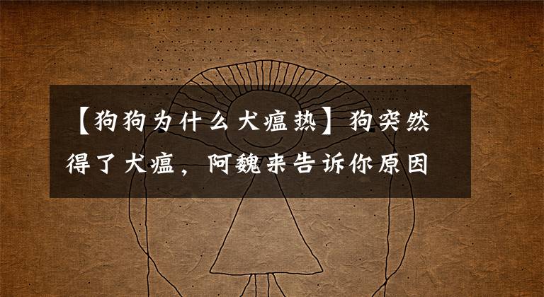 【狗狗为什么犬瘟热】狗突然得了犬瘟，阿魏来告诉你原因。