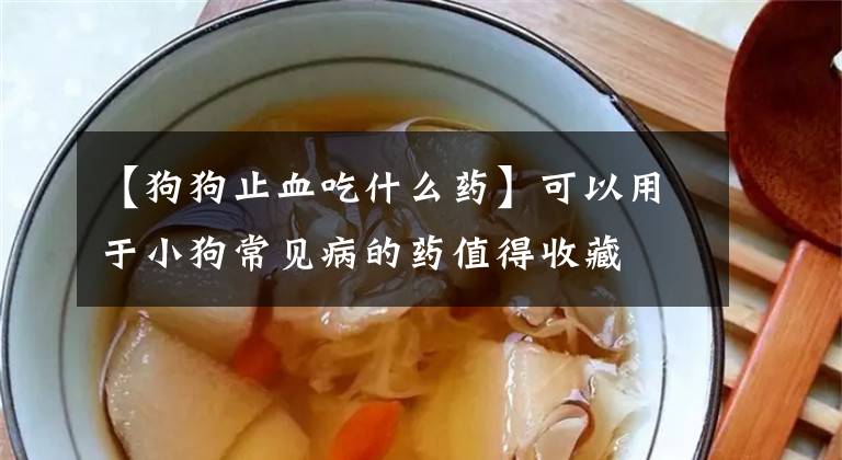 【狗狗止血吃什么药】可以用于小狗常见病的药值得收藏