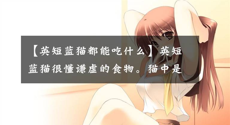 【英短蓝猫都能吃什么】英短蓝猫很懂谦虚的食物。猫中是绅士,会照顾受伤的猫