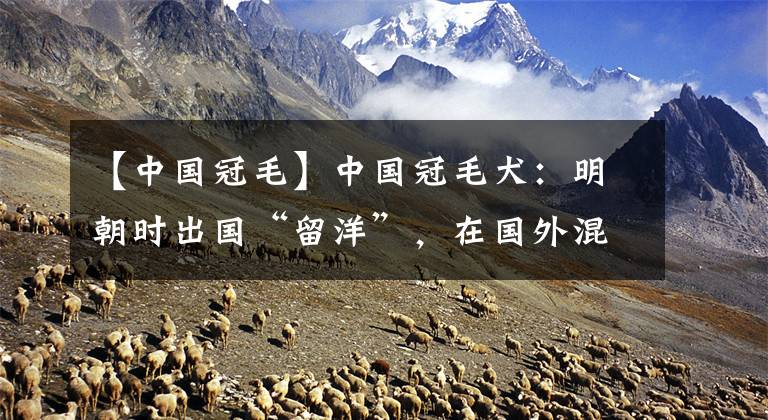 【中国冠毛】中国冠毛犬：明朝时出国“留洋”，在国外混的风生水起的狗