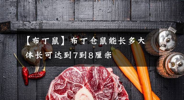 【布丁鼠】布丁仓鼠能长多大 体长可达到7到8厘米