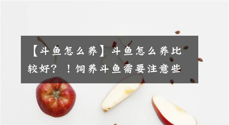【斗鱼怎么养】斗鱼怎么养比较好?!饲养斗鱼需要注意些什么?!