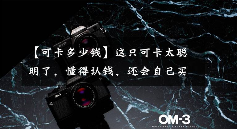 【可卡多少钱】这只可卡太聪明了，懂得认钱，还会自己买东西