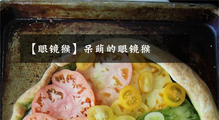 【眼镜猴】呆萌的眼镜猴