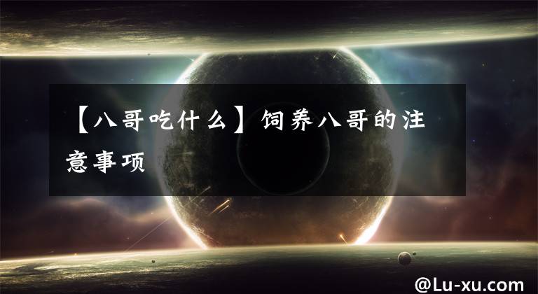 【八哥吃什么】饲养八哥的注意事项