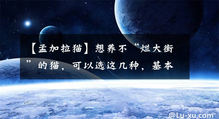 【孟加拉猫】想养不“烂大街”的猫，可以选这几种，基本很少人养