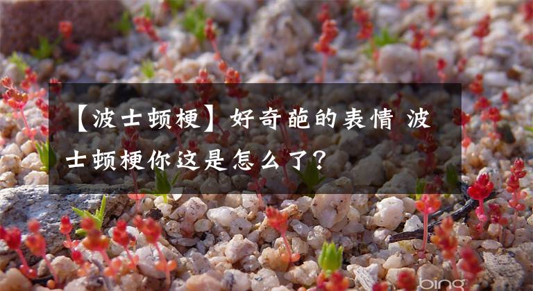 【波士顿梗】好奇葩的表情 波士顿梗你这是怎么了？