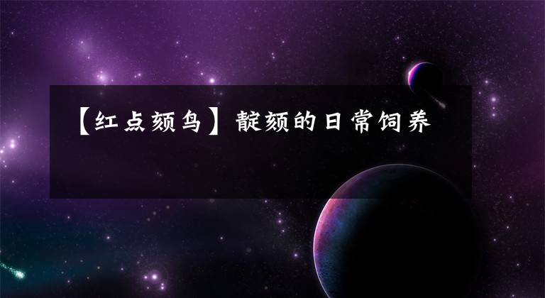 【红点颏鸟】靛颏的日常饲养