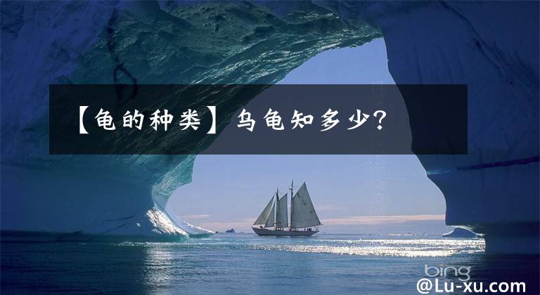 【龟的种类】乌龟知多少?