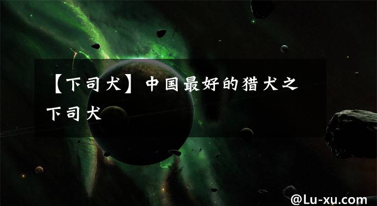 【下司犬】中国最好的猎犬之下司犬