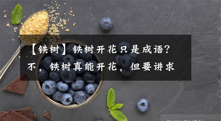 【铁树】铁树开花只是成语？不，铁树真能开花，但要讲求方法