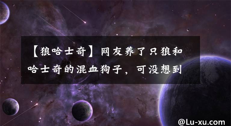 【狼哈士奇】网友养了只狼和哈士奇的混血狗子，可没想到长大后居然变成这样