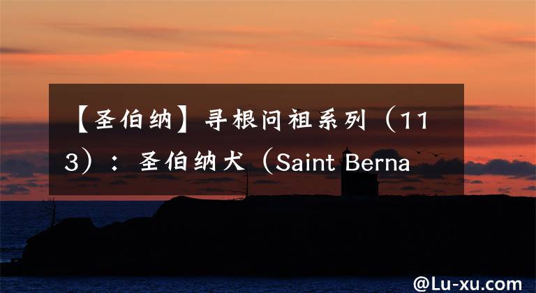 【圣伯纳】寻根问祖系列(113):圣伯纳犬(Saint Bernard)