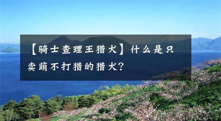 【骑士查理王猎犬】什么是只卖萌不打猎的猎犬？