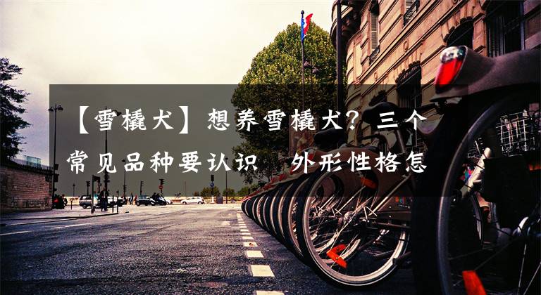 【雪橇犬】想养雪橇犬?三个常见品种要认识 外形性格怎分辨?