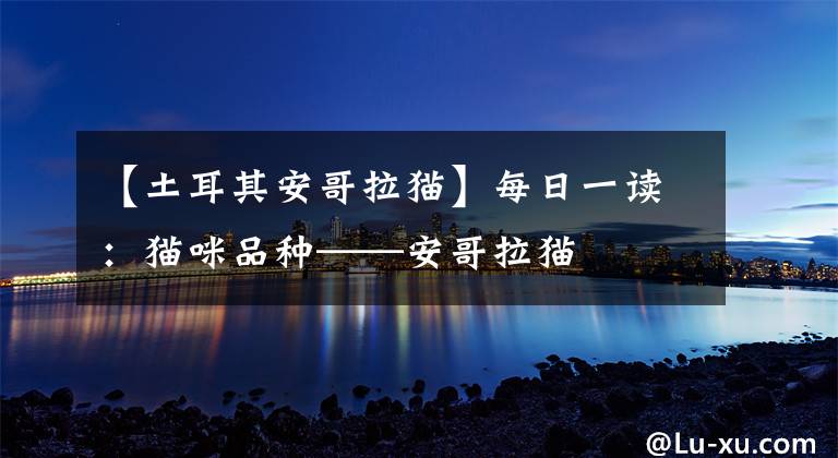 【土耳其安哥拉猫】每日一读：猫咪品种——安哥拉猫