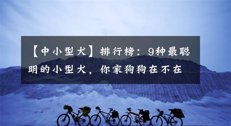 【中小型犬】排行榜：9种最聪明的小型犬，你家狗狗在不在其中？