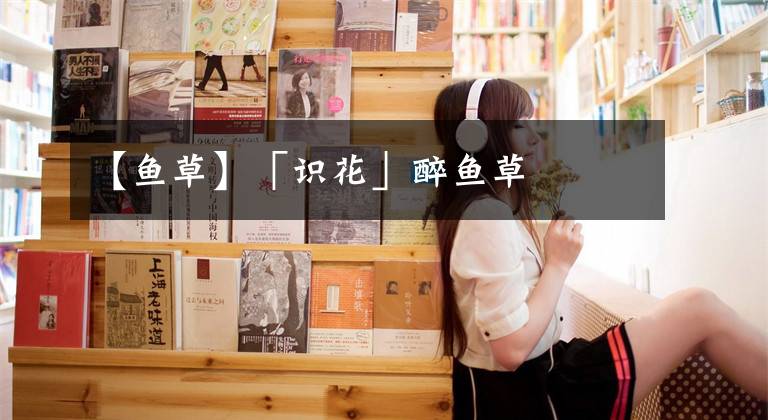 【鱼草】「识花」醉鱼草