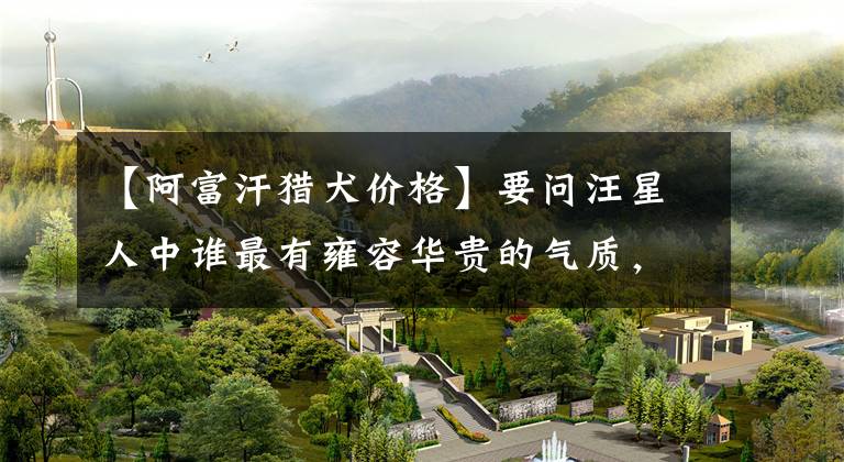 【阿富汗猎犬价格】要问汪星人中谁最有雍容华贵的气质,阿富汗猎犬绝对有话说!