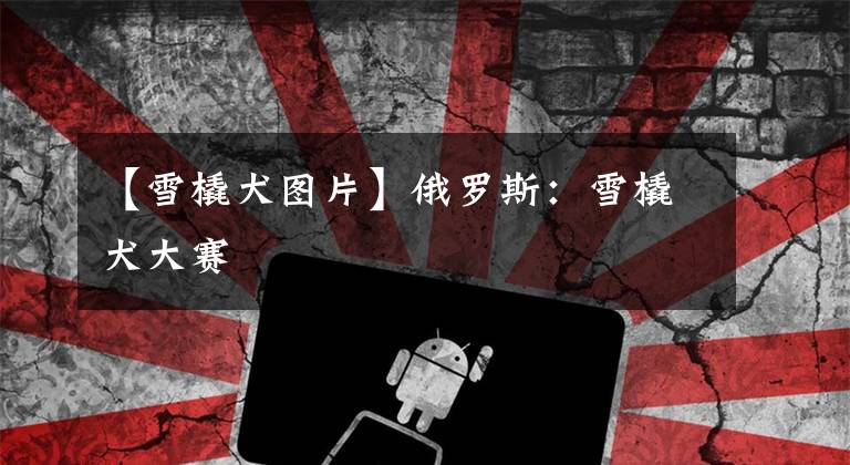 【雪橇犬图片】俄罗斯：雪橇犬大赛