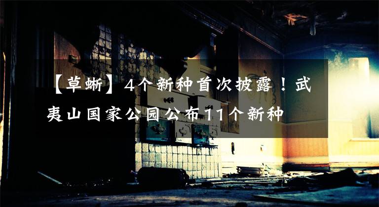 【草蜥】4个新种首次披露！武夷山国家公园公布11个新种