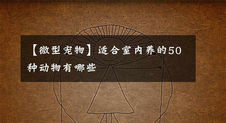 【微型宠物】适合室内养的50种动物有哪些