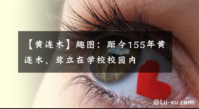 【黄连木】趣图:距今155年黄连木,耸立在学校校园内