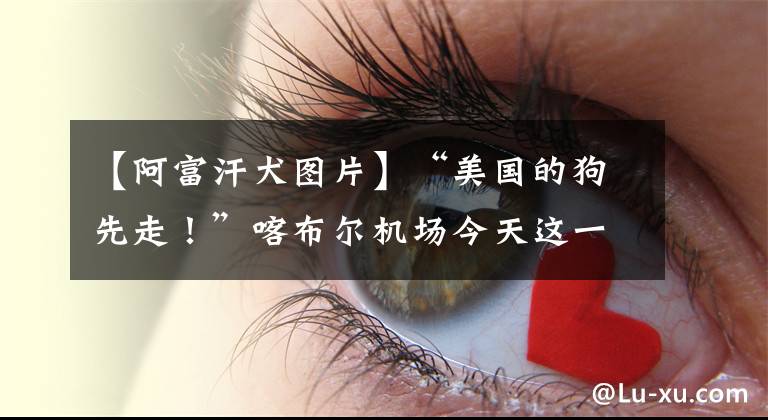 【阿富汗犬图片】“美国的狗先走！”喀布尔机场今天这一幕，台湾当局看得心惊肉跳