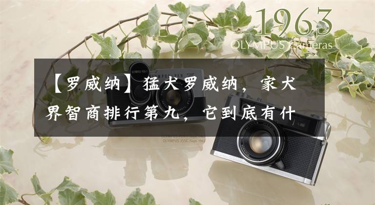 【罗威纳】猛犬罗威纳,家犬界智商排行第九,它到底有什么来头?