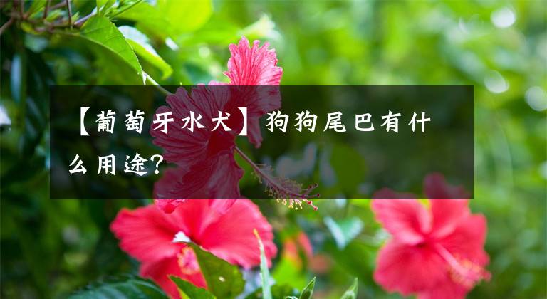 【葡萄牙水犬】狗狗尾巴有什么用途?