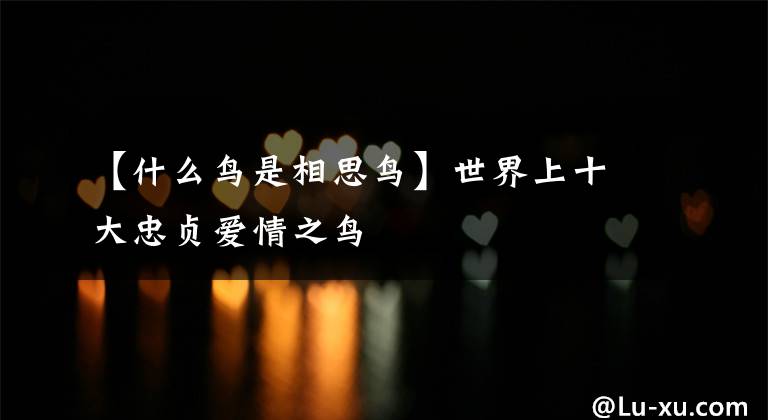【什么鸟是相思鸟】世界上十大忠贞爱情之鸟