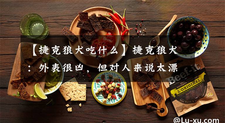 【捷克狼犬吃什么】捷克狼犬：外表很凶，但对人来说太漂亮了。