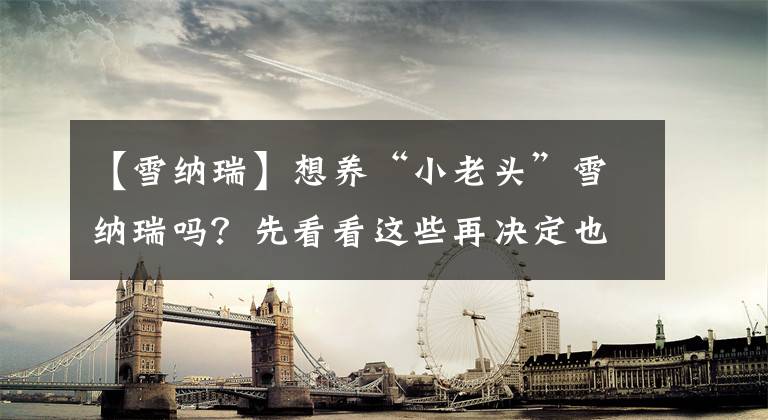 【雪纳瑞】想养“小老头”雪纳瑞吗?先看看这些再决定也不迟