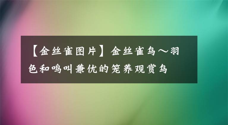 【金丝雀图片】金丝雀鸟～羽色和鸣叫兼优的笼养观赏鸟