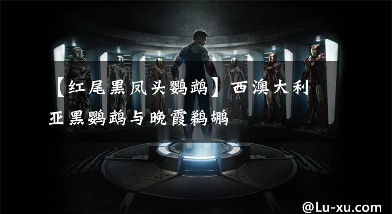 【红尾黑凤头鹦鹉】西澳大利亚黑鹦鹉与晚霞鹈鹕