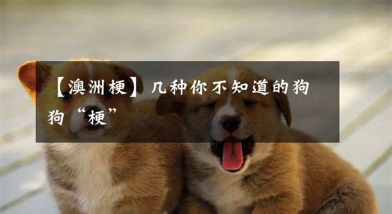 【澳洲梗】几种你不知道的狗狗“梗”