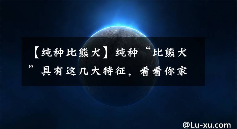 【纯种比熊犬】纯种“比熊犬”具有这几大特征，看看你家的中了吗？