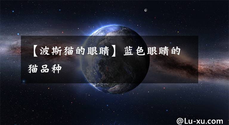 【波斯猫的眼睛】蓝色眼睛的猫品种