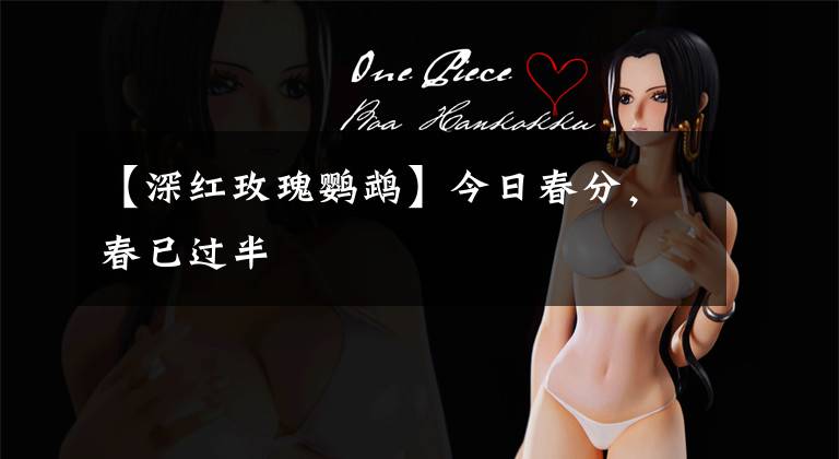 【深红玫瑰鹦鹉】今日春分,春已过半