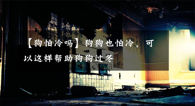 【狗怕冷吗】狗狗也怕冷，可以这样帮助狗狗过冬