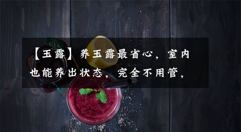 【玉露】养玉露最省心，室内也能养出状态，完全不用管，“随意浇水”