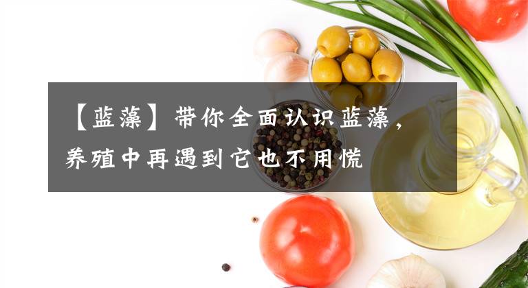 【蓝藻】带你全面认识蓝藻,养殖中再遇到它也不用慌