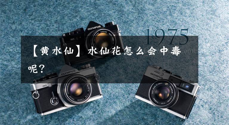 【黄水仙】水仙花怎么会中毒呢？