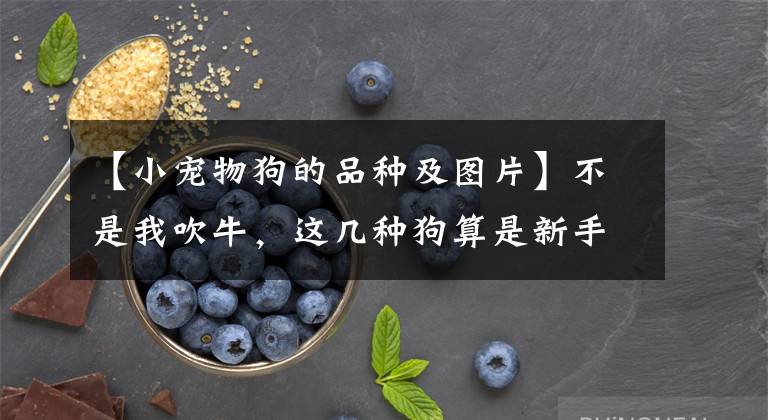 【小宠物狗的品种及图片】不是我吹牛，这几种狗算是新手入门首选，好养又高颜值
