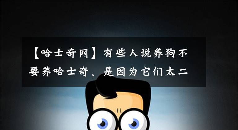 【哈士奇网】有些人说养狗不要养哈士奇,是因为它们太二了吗?