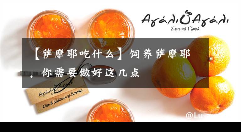 【萨摩耶吃什么】饲养萨摩耶,你需要做好这几点