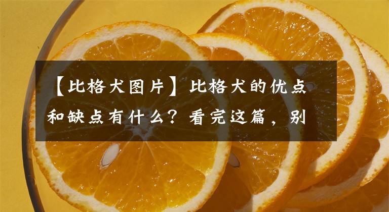 【比格犬图片】比格犬的优点和缺点有什么?看完这篇,别成为下一个比格犬受害者